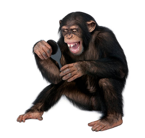 Young Chimpanzee looking at himself in a mirror Young Chimpanzee looking at himself in a mirror in front of a white background. laughing monkey stock pictures, royalty-free photos & images