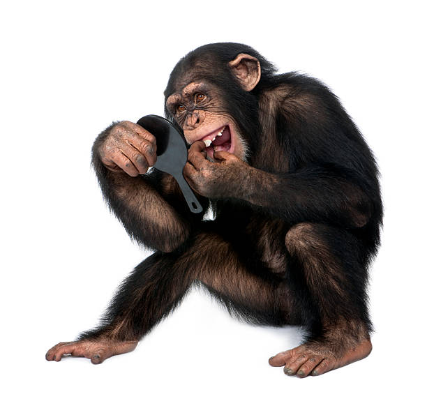 Young Chimpanzee looking at his teeth in a mirror  laughing monkey stock pictures, royalty-free photos & images