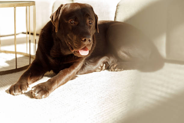 Young chocolate brown labrador dog layingand enjoying the sun in a light living room stock photo