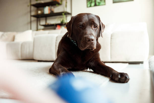 Young chocolate brown labrador dog playing with a ball in a light living room stock photo