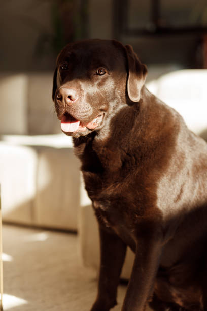 Young chocolate brown labrador dog sitting and enjoying the sun in a light living room stock photo
