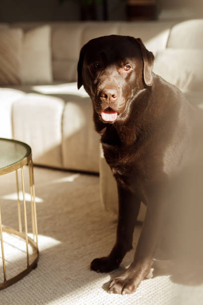 Young chocolate brown labrador dog sitting and enjoying the sun in a light living room stock photo