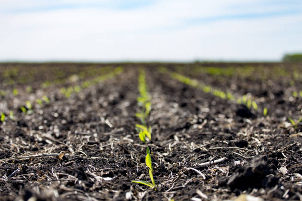 Young Corn Plant Emerging from the Soil Early stages of corn growth crop yield stock pictures, royalty-free photos & images