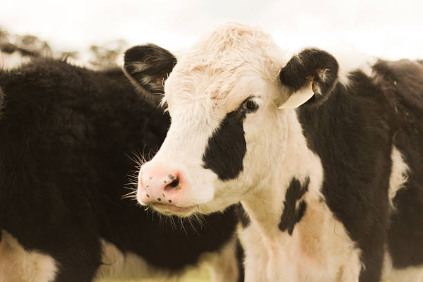 Young Cow in Herd stock photo