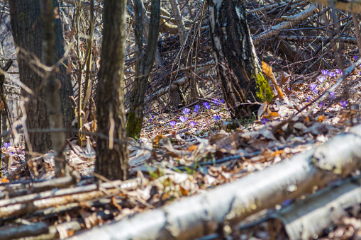 Young purple crocuses have blossomed in the woods.