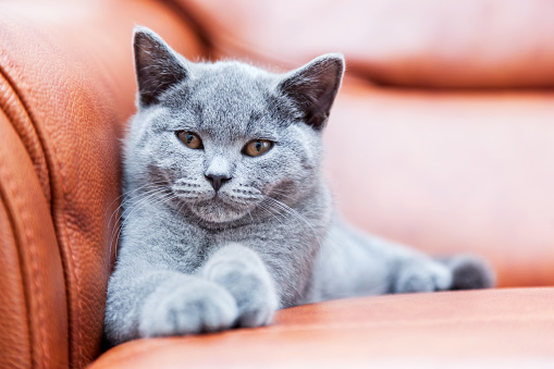 Young Cute Cat Resting On Leather Sofa The British Shorthair