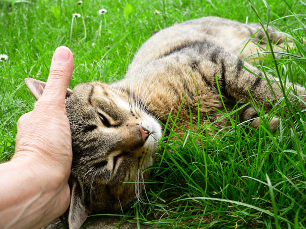 Young cute male cat lying in grass waiting for prey stock photo