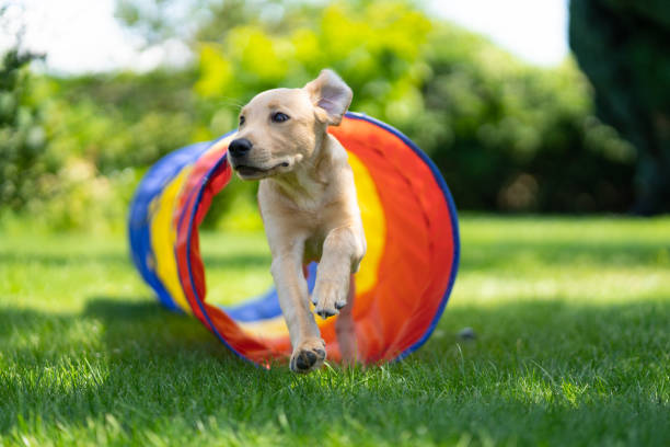 young dog having fun running through agility tunnel in garden stock photo