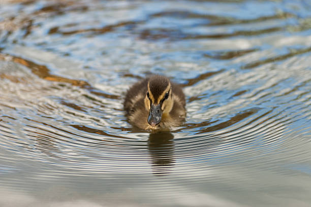 Young duckling stock photo