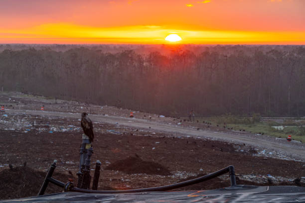 Young eagle looks over a Recycling Landfill at sunrise stock photo