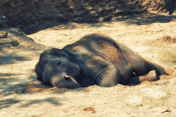 Young elephant calf resting Young elephant lying in the sun chitwan stock pictures, royalty-free photos & images