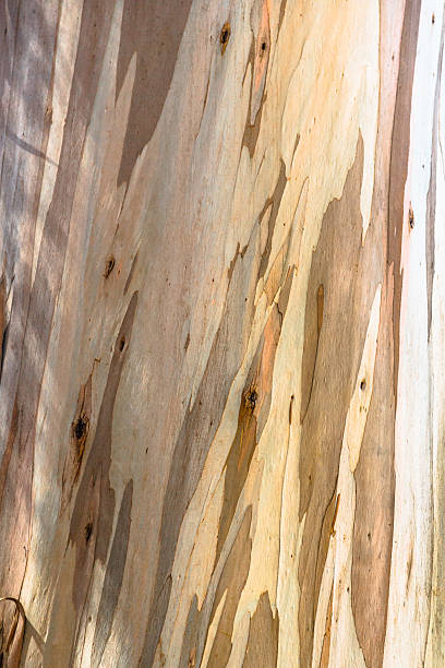Young Eucalyptus Tree Bark stock photo