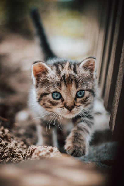Young explorer with blue eyes, walking around the fence, trying to get to know his new home. Detail of a newborn cat with blue eyes. Little purple devil. Innocence, cuteness stock photo