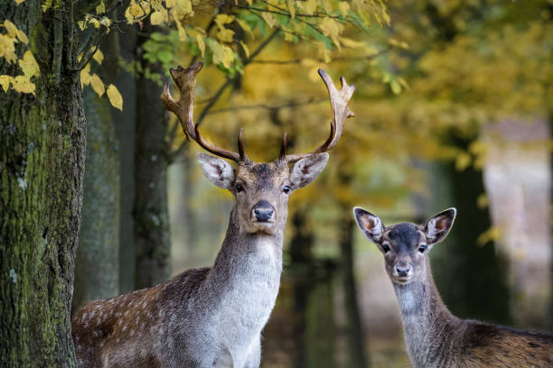 A young fallow deer and its father looking into the camera in the forest stock photo
