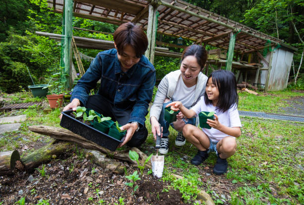 A young family planting vegetables together in their garden stock photo