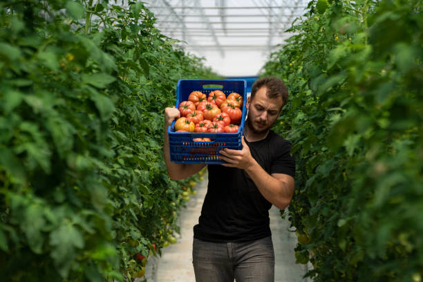 Young farm worker working in a tomato greenhouse stock photo