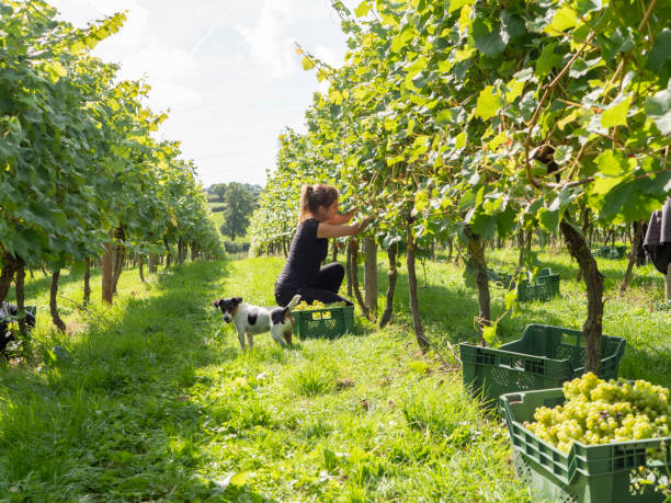 Young female grape picker harvesting in a sunny vineyard stock photo