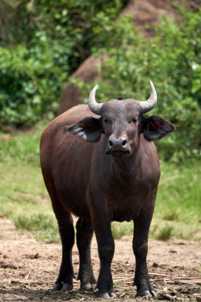 young female kaffir buffalo with a stick on her head near the kazinga channel in Uganda bordering Queen Elizabeth National Park stock photo