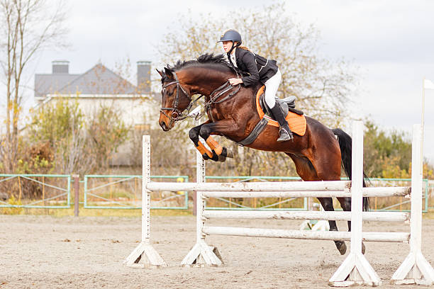 young female rider on bay horse jump over hurdle - jumping stockfoto's en -beelden