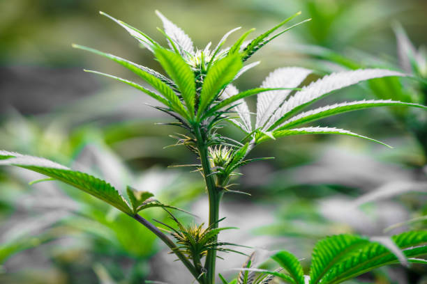 Young flowering medical recreational cannabis marijuana plant stock photo