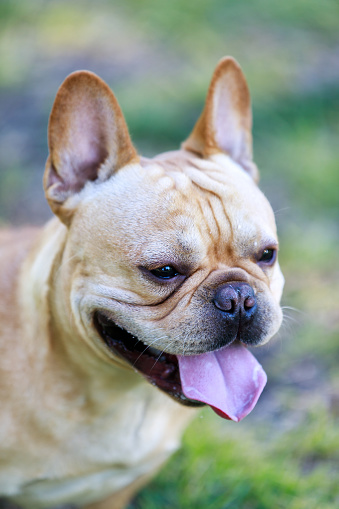 Young French Bulldog Male Cream Headshot Stock Photo - Download Image ...