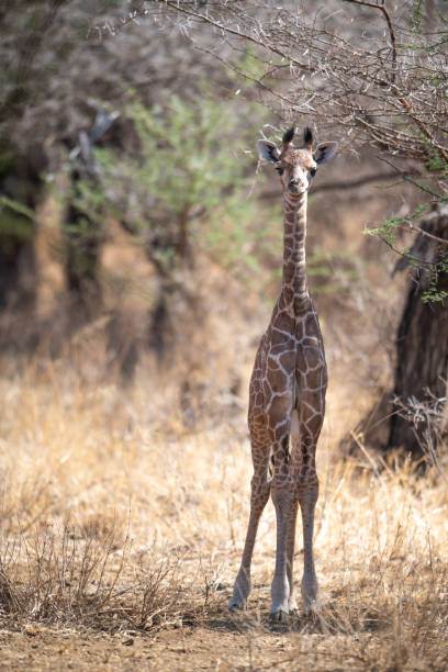 Young giraffe in Kennya on safari, Africa stock photo