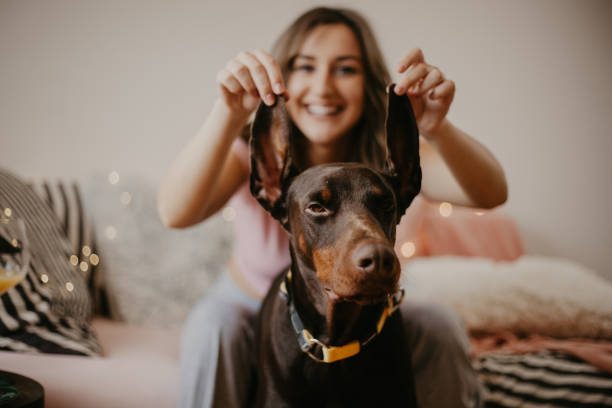 Young girl and her doberman dog stock photo