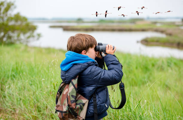 Young girl bird watching Flamingos sighted in flight animal migration photos stock pictures, royalty-free photos & images