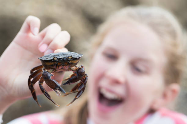 Young Girl Holding Crab Found In Rockpool On Beach Young Girl Holding Crab Found In Rockpool On Beach crabbing stock pictures, royalty-free photos & images