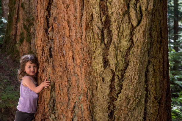 Young girl hugging an old growth tree stock photo