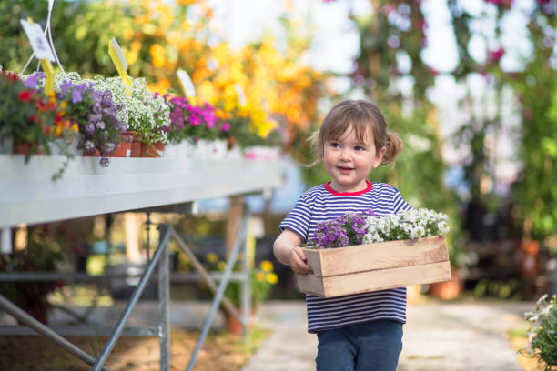 Young Girl Walking with Box of Springtime Flowering Plants Cute young girl with developing gardening skills carrying a box of springtime flowering plants at nursery. garden center stock pictures, royalty-free photos & images