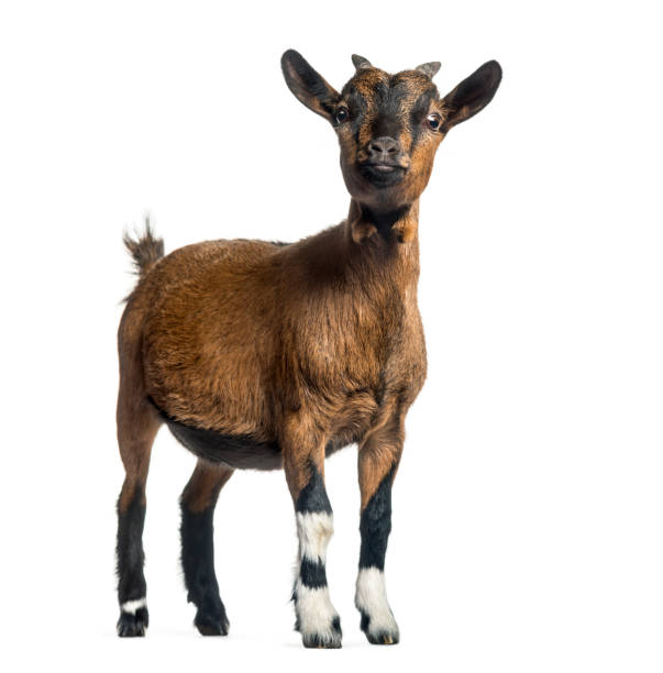 young goat, 4 mesi, in piedi davanti a sfondo bianco - capra ungulato foto e immagini stock