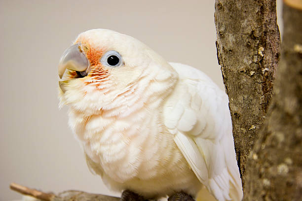 Young Goffin Cockatoo stock photo