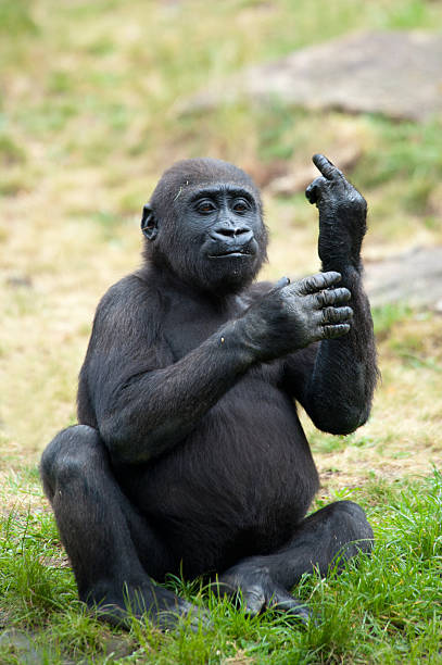 young gorilla sticking up its middle finger stock photo