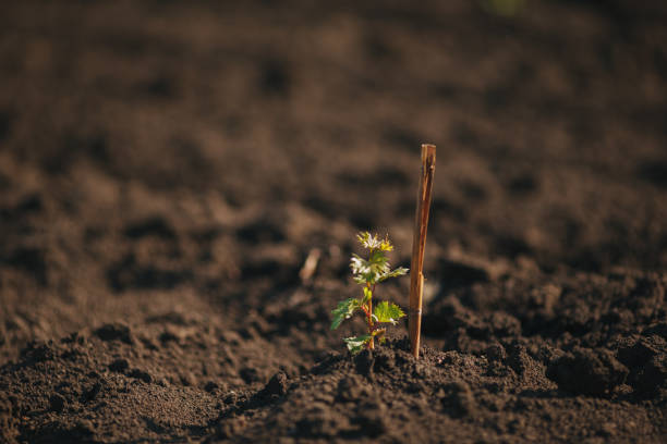 Young grape seedling in a spring ground stock photo