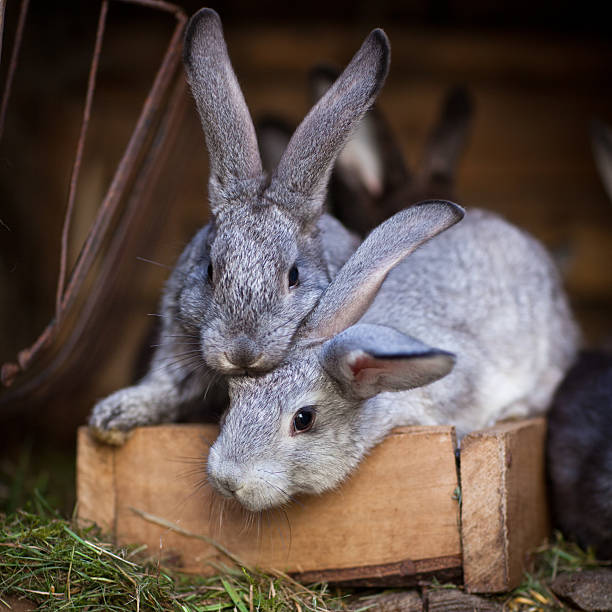 Young gray rabbits on a wooden crate ready to have lunch Bunnies popping out of a hutch (European Rabbit - Oryctolagus cuniculus) rabbit hutch stock pictures, royalty-free photos & images