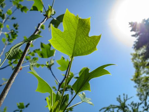 Young green leaf of American tulip tree or Liriodendron tulipifera shines through sunlight against blue sky and dark greenery of garden. Spring theme. There is a place for text