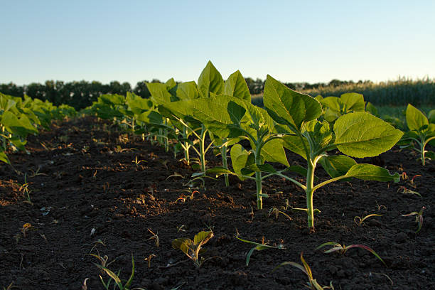 young green soybean plants stock photo
