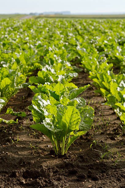young green sugar beet stock photo