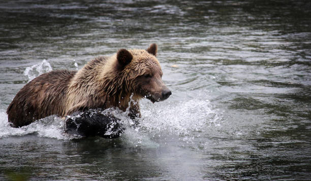 Young Grizzly Bear hunting in a river stock photo
