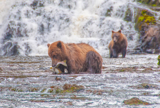 Young Grizzly Catching Salmon in Alaska stock photo