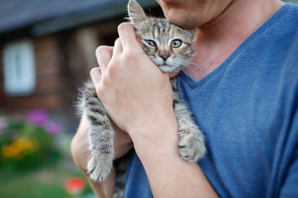 Young guy found and picked up little kitten during walking in field, homeless domestic animals care stock photo