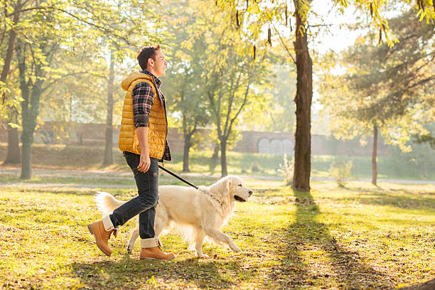 Young guy walking his dog in a park Profile shot of a young guy walking his dog in a park on a sunny autumn day dog walking stock pictures, royalty-free photos & images