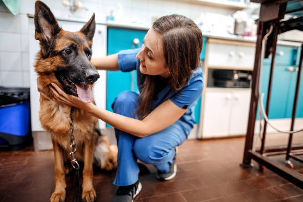Young happy veterinary nurse smiling while playing with a dog. stock photo