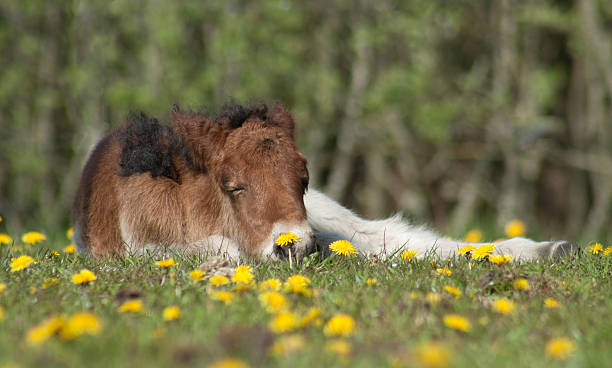 young horse sleeping - ijslandse paarden stockfoto's en -beelden