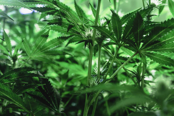young indoor growing marijuana plants stock photo