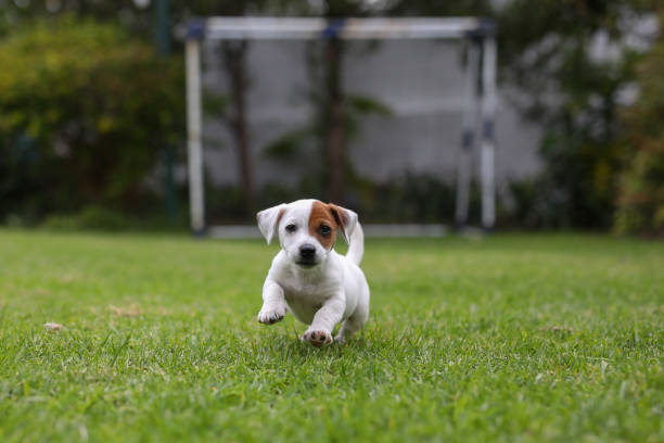 A young jack russell puppy dog playing in the back yard stock photo