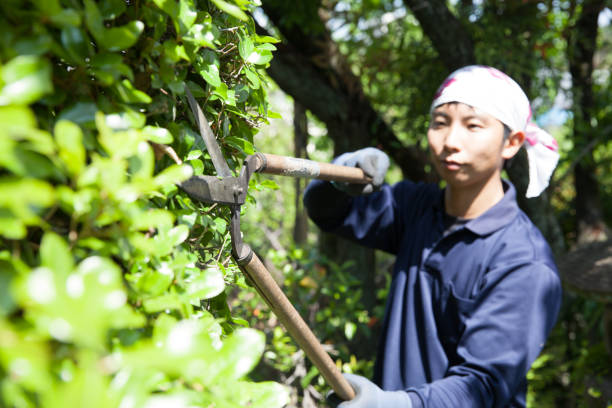 Young Japanese Gardener stock photo