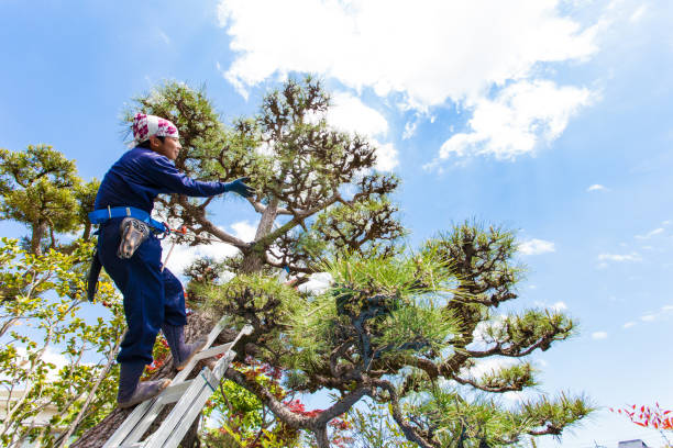 Young Japanese Gardener pruning pine tree stock photo