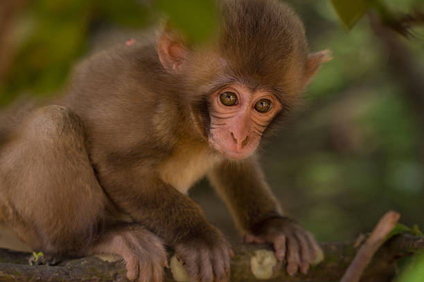 Young Japanese Macaque stock photo